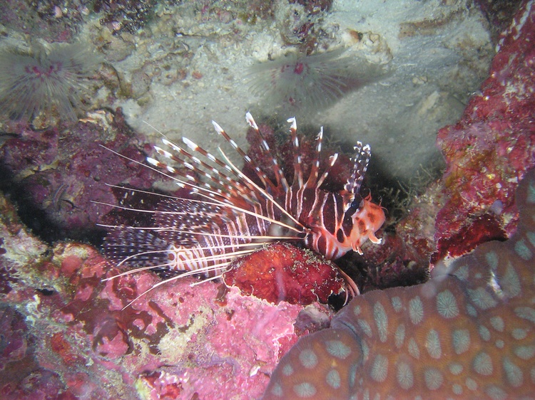 lion fish