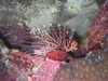 lion fish