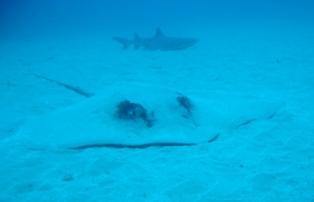 Ray and Whitetip reef shark