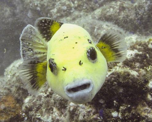 Guinafowl Puffer, taken in Manuel Antonio