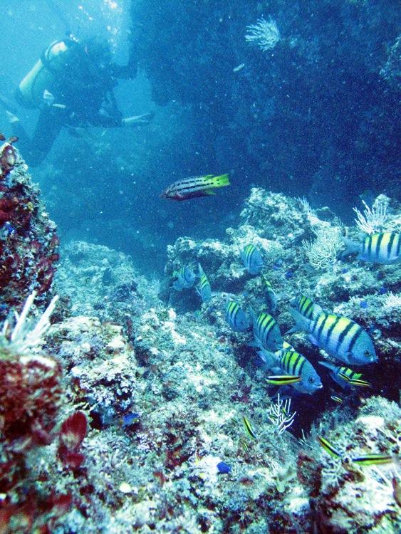 Underwater in Quepos