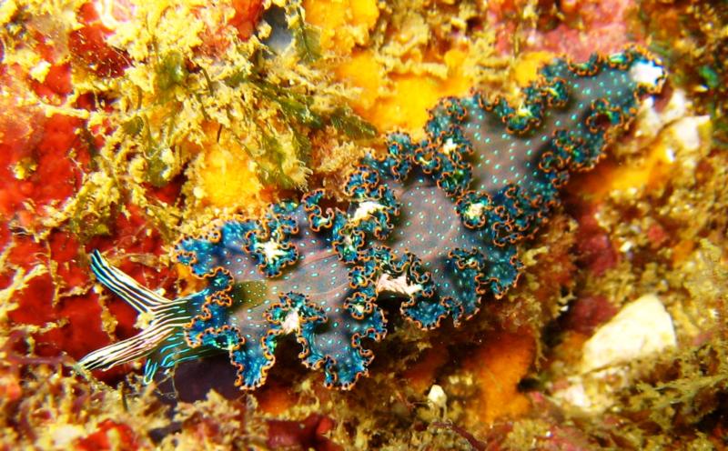 Nudi in Manuel Antonio