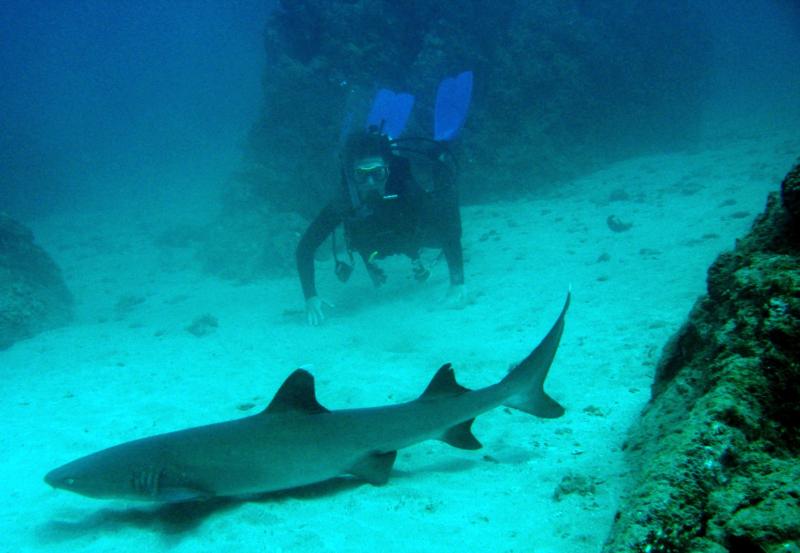 Whitetirp shark and diver