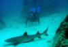 Whitetirp shark and diver - Oceans