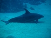 dolphin