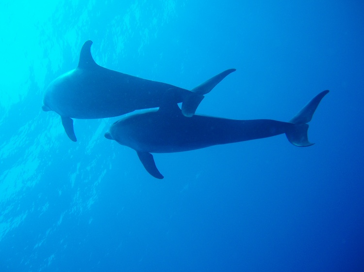 dolphins