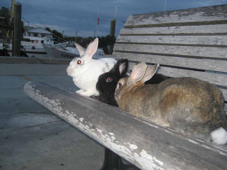 Narvik, Salino, & Nautilus In Tarpon Springs, 27-Feb-2012.