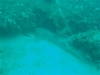Diving with the Lemon Sharks