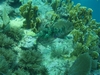 Coral in Key Largo