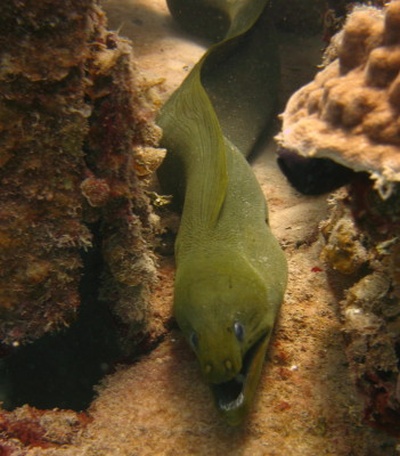 Green Moray On the Prince Albert (Roatan)