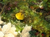 Damsel Fish