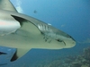 Grey Reef Shark w/hook & leader