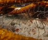 Arrow Crab