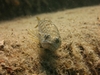 Lizard Fish