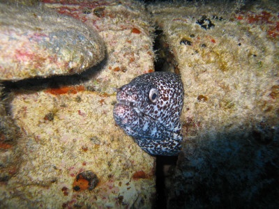 Spotted Moray
