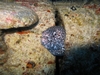 Spotted Moray