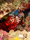 Mantis shrimp