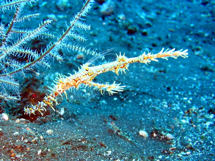 Ghost pipefish