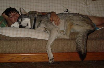 the wolf