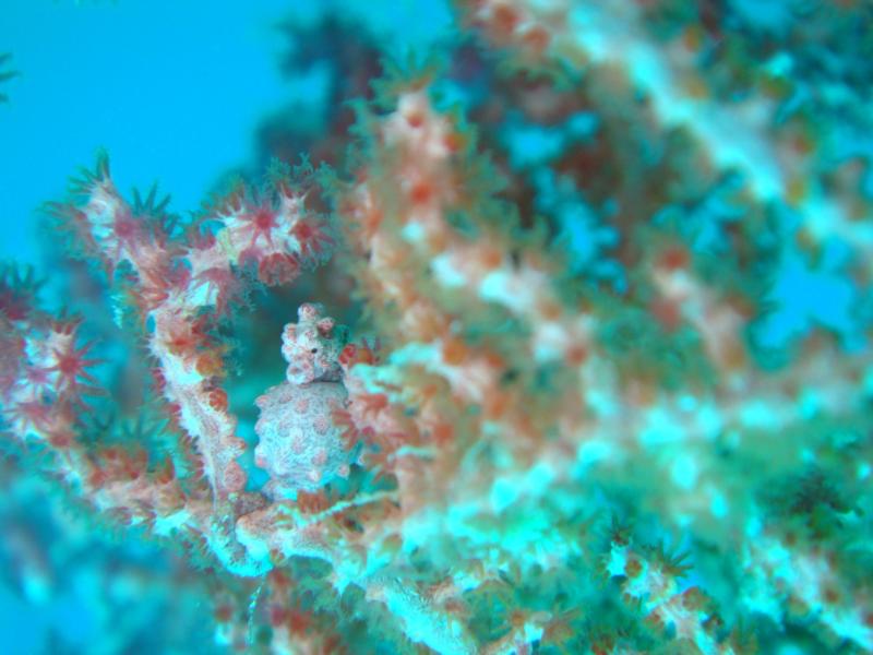 Pygmy Sea Horse - Sipadan