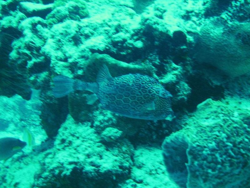 Honeycomb Cowfish