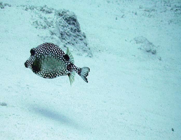 Smooth Trunkfish,  Cozumel May 26,2008