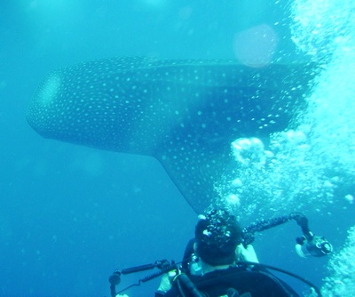 Whaleshark sighting Belize, April 14, 2006 (c) 2006