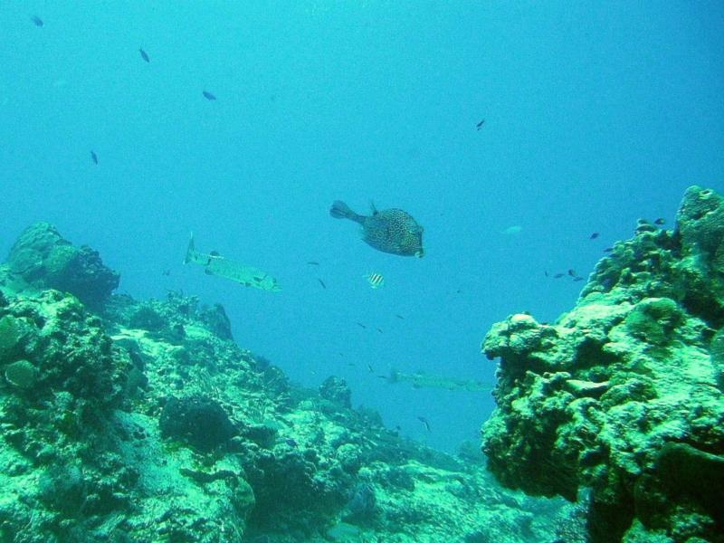 Honeycomb Cowfish, Cozumel Mexico May 2008