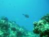 Honeycomb Cowfish, Cozumel Mexico May 2008