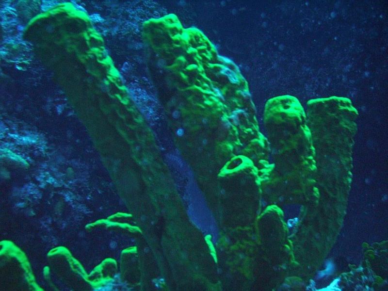 Sponge Coral, Cozumel Mexico May 2008