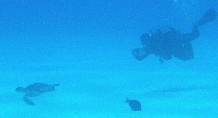 Chasing the turtle, Cozumel Mexico May 2008