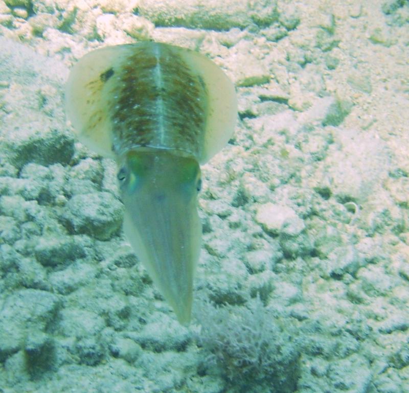 Squidly, Cozumel Mexico, May 2008