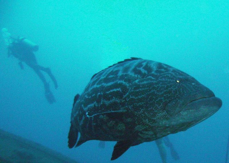 Tiger Grouper, Roatan Dec. 2008