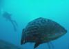 Tiger Grouper, Roatan Dec. 2008