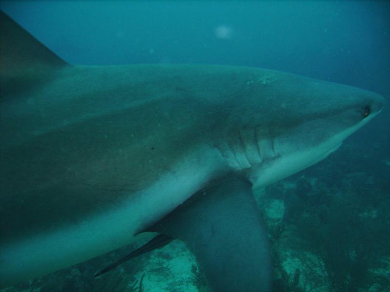 sharkie,, Roatan Dec. 2008