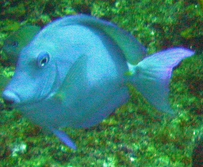 Blue Tang, Roatan Honduras Dec. 08