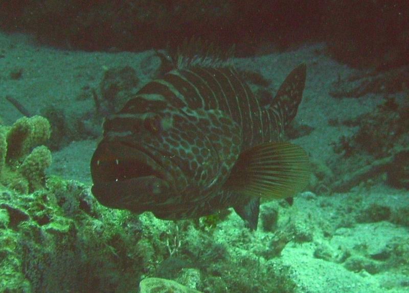 Tiger Grouper,, Roatan Honduras Dec. 08