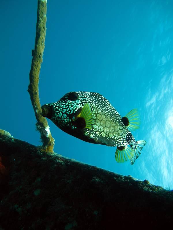 Cowfish, St. Barths USVI April 2009