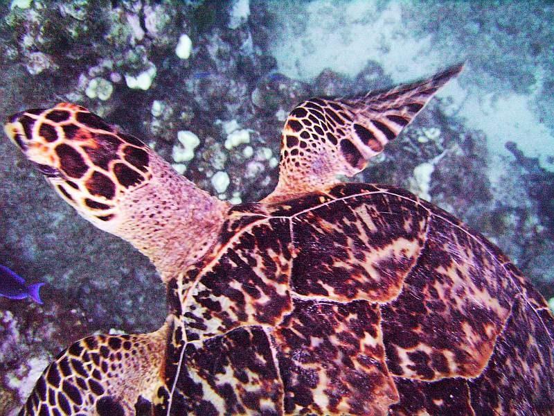 Cayman Hawksbill Turtle Oct. 2009