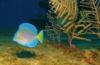 Blue Tang, Cayman Islands Oct. 09 by Valentina