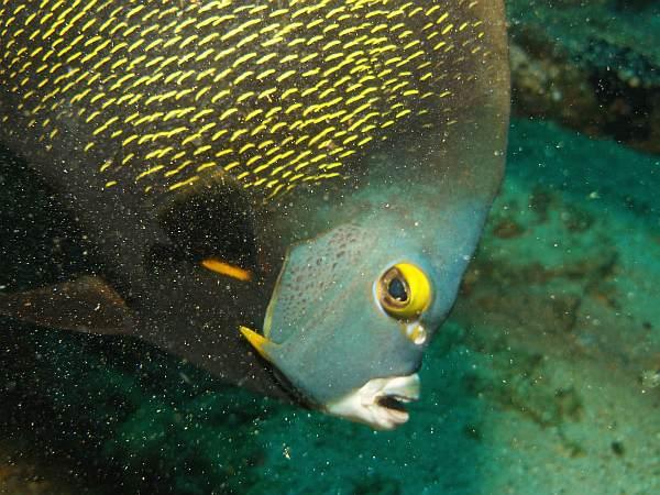 French Angelfish Cayman Isl. Oct.09 by Valentina