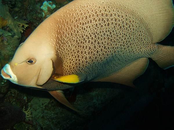 Grey Angelfish, Cayman Isl. Oct09, by Valentina