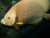 Grey Angelfish, Cayman Isl. Oct09, by Valentina