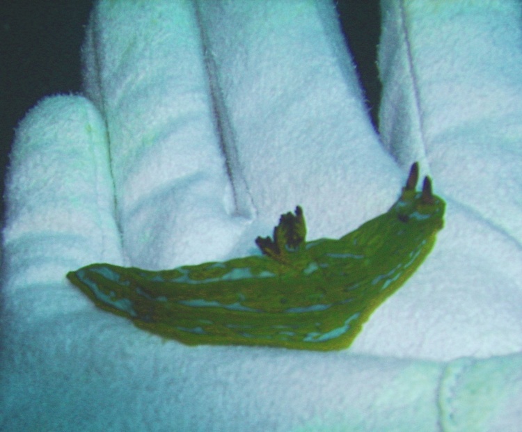 My first nudibranch, I caught him floatin! Loreto, Baja Mex Nov. 2, 2007