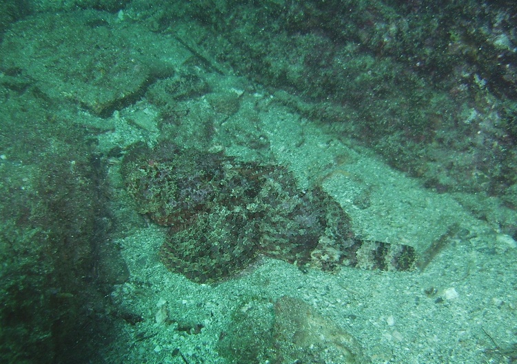 Stonefish, Loreto, Baja Mex. Nov. 2, 2007