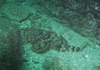 Stonefish, Loreto, Baja Mex. Nov. 2, 2007