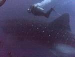 Whale Shark - Galapagos