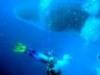 Whale Shark - Galapagos 2