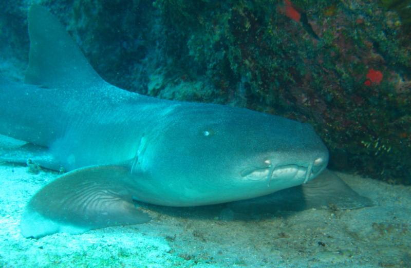 NURSE SHARK