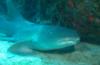 NURSE SHARK